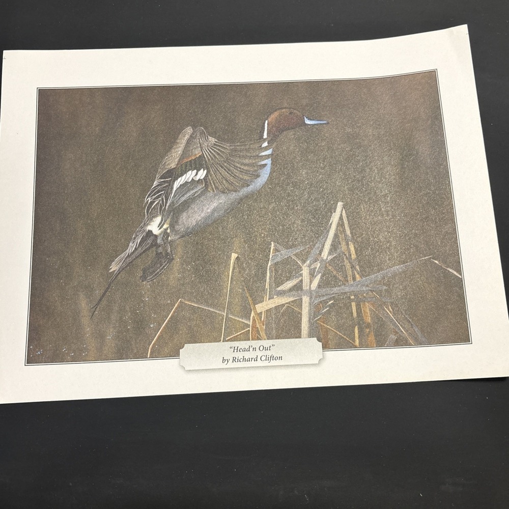 Richard Clifton Head'n Out Duck Wildlife Art Print Green Winged Teal 11.5x8.5